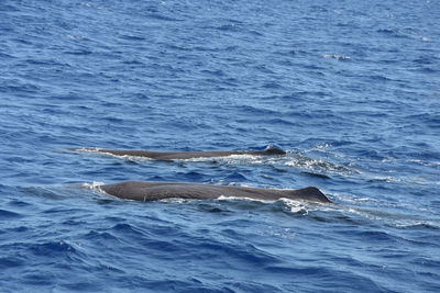 View of whale swimming in sea