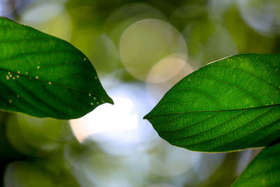 Close-up of green leaves