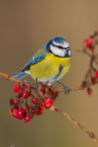 Close-up of bird perching on branch