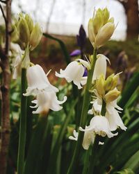 Close-up of white flowering plant