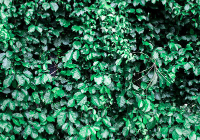 Full frame shot of ivy growing on field