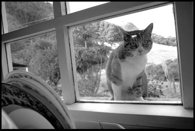 Cat sitting on window sill