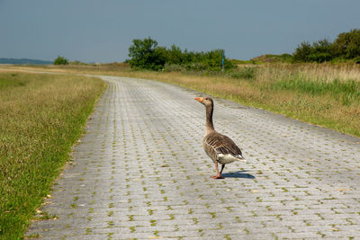 View of bird on dirt road