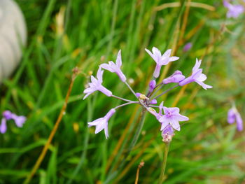 Close-up of purple flowering plant on field