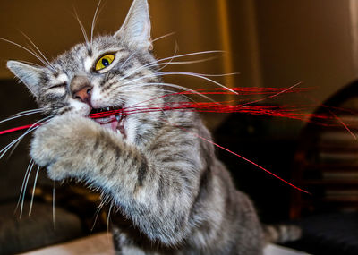 A gray cat playing