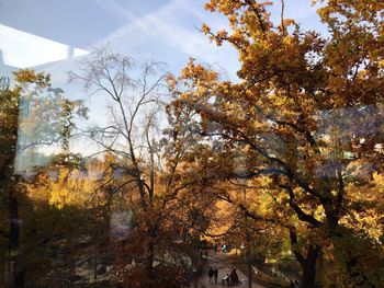 Low angle view of trees against sky