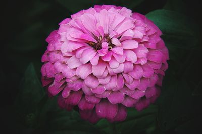 Close-up of pink dahlia flower