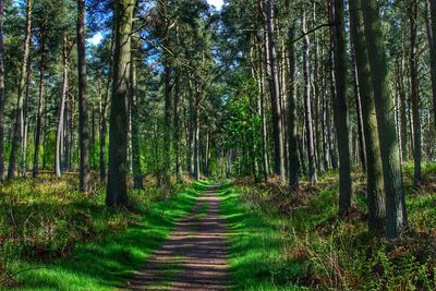 Woodland walks