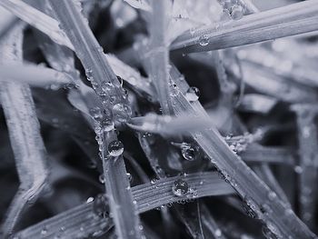 Close-up of wet plant during rainy season