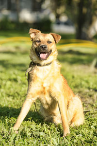 Portrait of dog on field