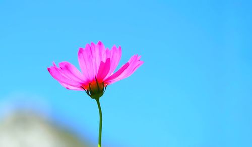 Close-up of pink flower against blue sky