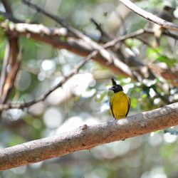 Bird perching on a branch