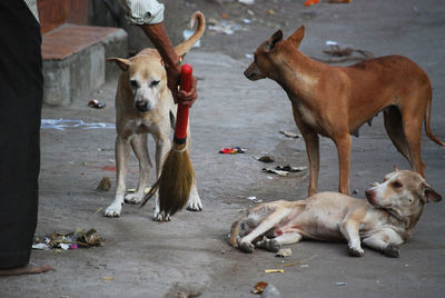 Mumbai street. a merchant cleans the way before his stand. dogs wonder if they'll get beaten or not.