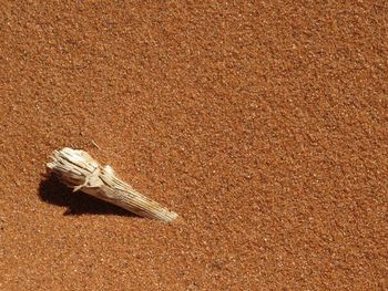 Dry trunk in the red sand