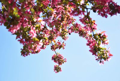 Low angle view of pink flowers