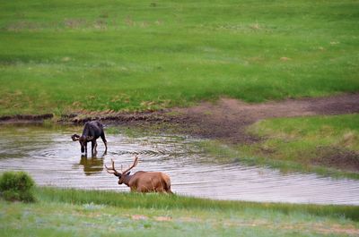 Two moose drinking water at pond