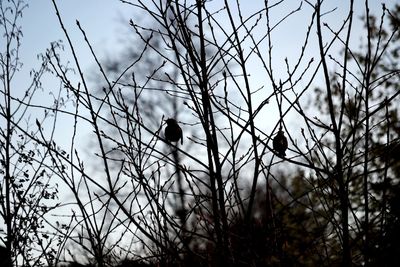 Low angle view of bird perching on branch