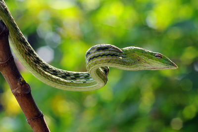 Close-up of lizard on branch