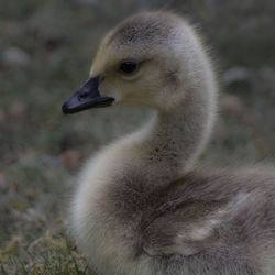 Close-up of a bird