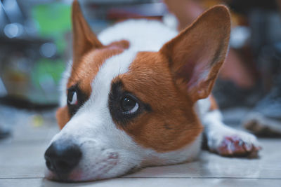 Close-up of dog looking away