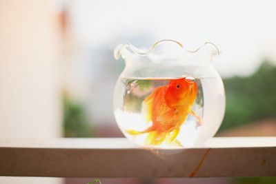 Close-up of fish swimming in glass