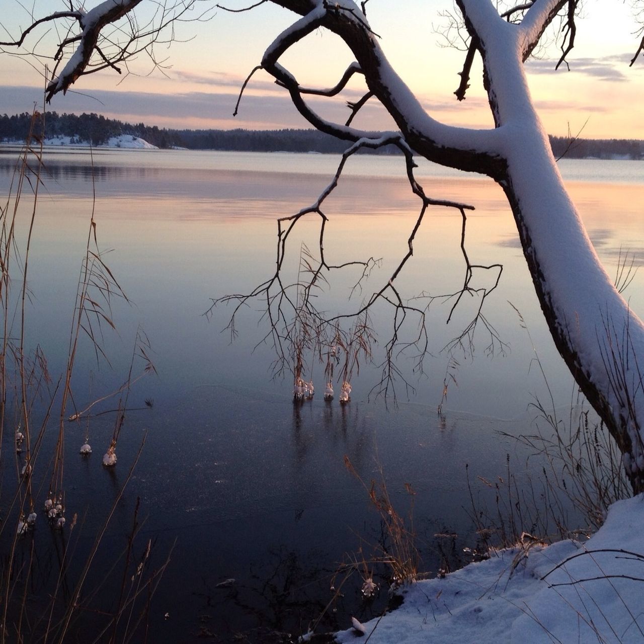 water, tranquility, lake, reflection, tranquil scene, nature, bare tree, scenics, beauty in nature, branch, sky, plant, sea, lakeshore, idyllic, outdoors, no people, dead plant, rippled, day