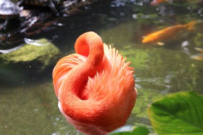 Close-up of orange fish in lake