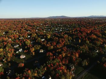 Low angle view of trees against clear sky