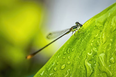 Close-up of insect on leaf