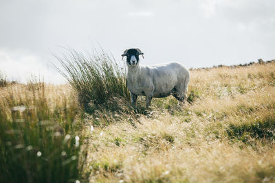 Sheep standing on grassy hill against sky