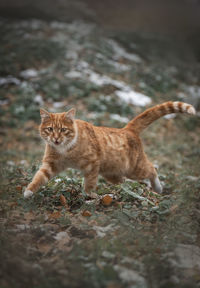 Portrait of cat