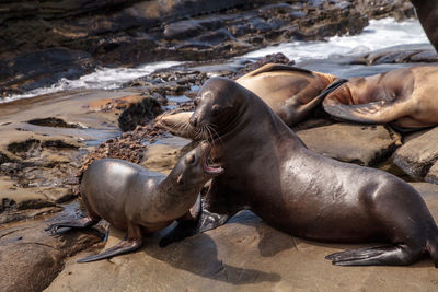 High angle view of sea lion on beach