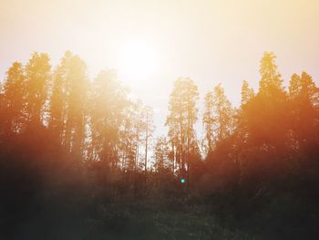 Trees in forest against sky