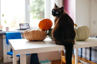 Siamese cat and pumpkins on a white table