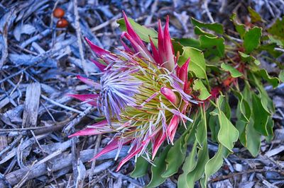 Close-up of plants growing on field