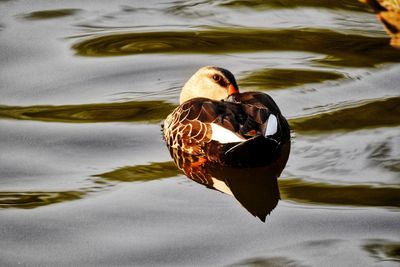 High angle view of duck swimming in lake