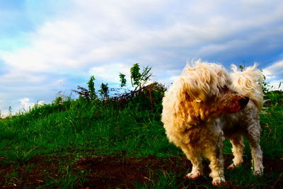 View of a dog on field