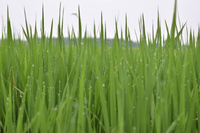 Close-up of wet crops growing on field