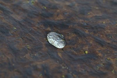 High angle view of water drops on rock