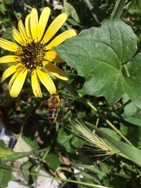 Close-up of bee on yellow flower