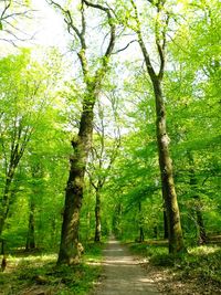 Narrow pathway along trees