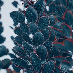 leaf