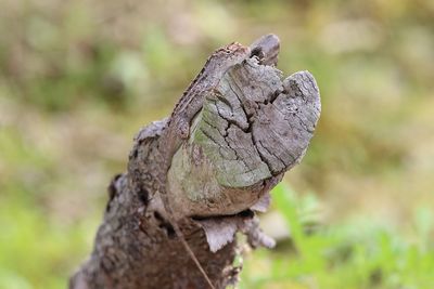 Close-up of lizard on tree trunk