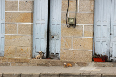 Cat looking at entrance of building