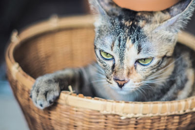 Close-up portrait of a cat