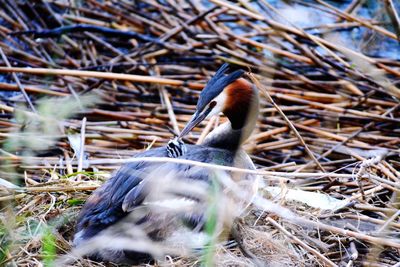 Close-up of bird in nest