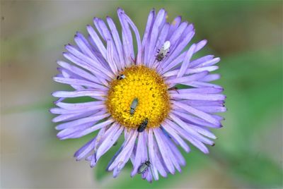 Close-up of purple flower