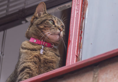 Close-up of a cat looking away