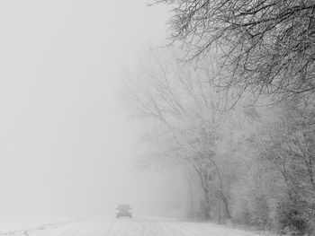 Bare trees on snow covered road during winter