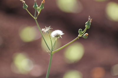 Close-up of flowers